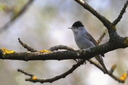 Pěnice černohlavá  ( Sylvia atricapilla )