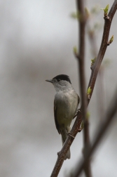 Pěnice černohlavá  ( Sylvia atricapilla )