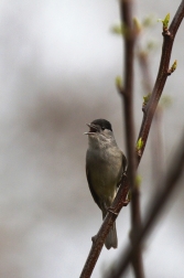 Pěnice černohlavá  ( Sylvia atricapilla )