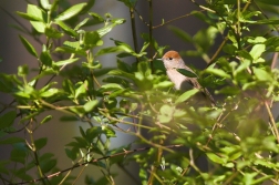 Pěnice černohlavá  ( Sylvia atricapilla )