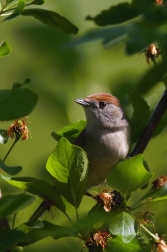 Pěnice černohlavá  ( Sylvia atricapilla )