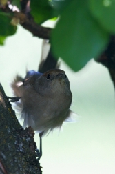 Pěnice černohlavá  ( Sylvia atricapilla )