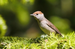 Pěnice černohlavá  ( Sylvia atricapilla )