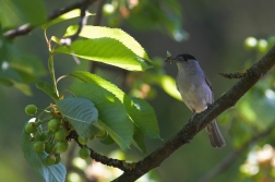 Pěnice černohlavá  ( Sylvia atricapilla )