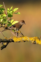 Pěnice černohlavá  ( Sylvia atricapilla )