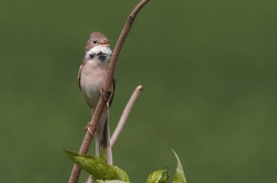 Pěnice hnědokřídlá ( Sylvia communis )