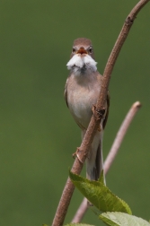 Pěnice hnědokřídlá ( Sylvia communis )