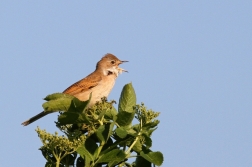 Pěnice hnědokřídlá ( Sylvia communis )