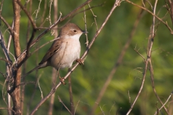 Pěnice hnědokřídlá ( Sylvia communis )