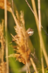 Pěnice hnědokřídlá ( Sylvia communis )