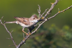 Pěnice hnědokřídlá  ( Sylvia communis )