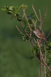 Pěnice hnědokřídlá  ( Sylvia communis )