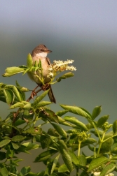 Pěnice hnědokřídlá  ( Sylvia communis )