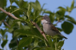 Pěnice hnědokřídlá  ( Sylvia communis )