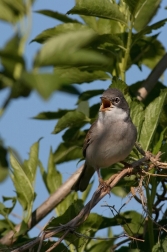 Pěnice hnědokřídlá  ( Sylvia communis )