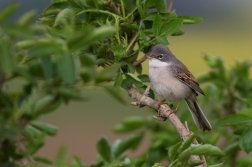 Pěnice hnědokřídlá  ( Sylvia communis )