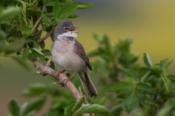 Pěnice hnědokřídlá  ( Sylvia communis )