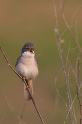 Pěnice hnědokřídlá  ( Sylvia communis )