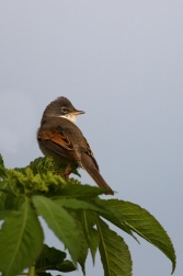 Pěnice hnědokřídlá  ( Sylvia communis )