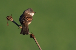 Pěnice hnědokřídlá  ( Sylvia communis )