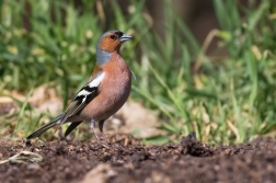 Pěnkava obecná  ( Fringilla coelebs )