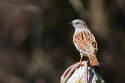 Pěvuška modrá  ( Prunella modularis )