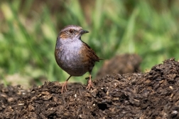 Pěvuška modrá  ( Prunella modularis )