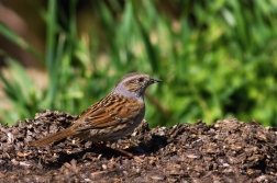 Pěvuška modrá  ( Prunella modularis )