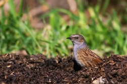 Pěvuška modrá  ( Prunella modularis )