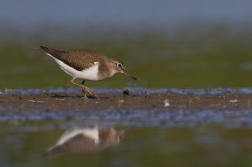 Pisík obecný  ( Actitis hypoleucos )