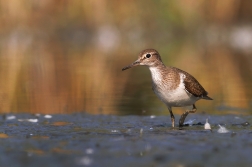 Pisík obecný ( Actitis hypoleucos )