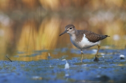 Pisík obecný ( Actitis hypoleucos )