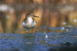 Pisík obecný ( Actitis hypoleucos )