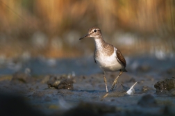 Pisík obecný ( Actitis hypoleucos )