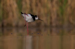 Pisila čáponohá  ( Himantopus himantopis )