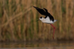 Pisila čáponohá  ( Himantopus himantopis )