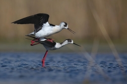 Pisila čáponohá  ( Himantopus himantopus )