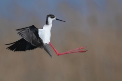 Pisila čáponohá  ( Himantopus himantopus )