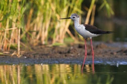 Pisila čáponohá ( Himantopus himantopus )