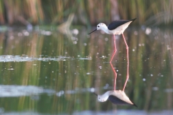 Pisila čáponohá ( Himantopus himantopus )