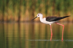 Pisila čáponohá ( Himantopus himantopus )