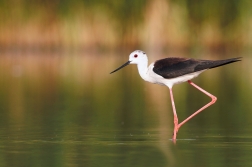 Pisila čáponohá ( Himantopus himantopus )