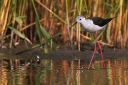 Pisila čáponohá ( Himantopus himantopus )