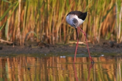 Pisila čáponohá ( Himantopus himantopus )