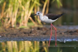 Pisila čáponohá ( Himantopus himantopus )