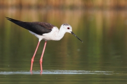 Pisila čáponohá ( Himantopus himantopus )