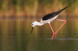 Pisila čáponohá ( Himantopus himantopus )