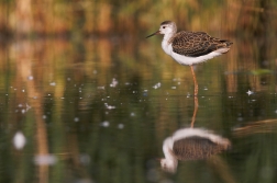 Pisila čáponohá ( Himantopus himantopus )