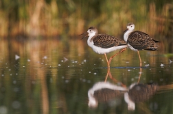 Pisila čáponohá ( Himantopus himantopus )