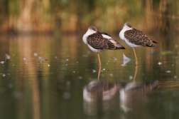 Pisila čáponohá ( Himantopus himantopus )